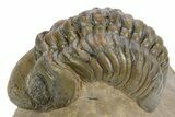 Curled Reedops Trilobite - Atchana, Morocco #359495-2
